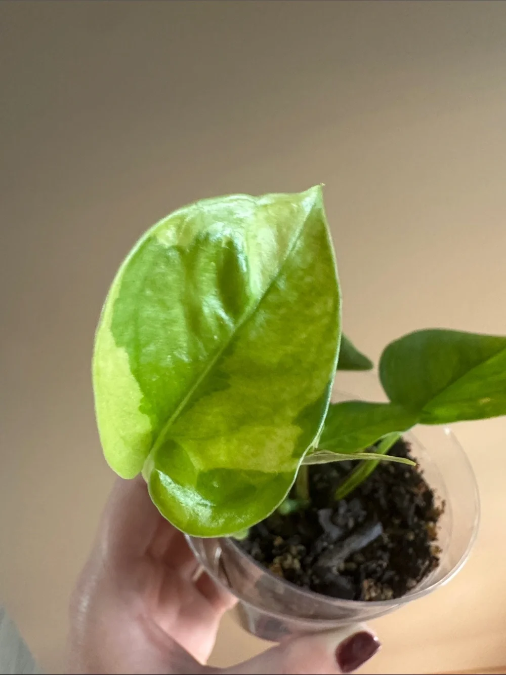 N/A rooted golden